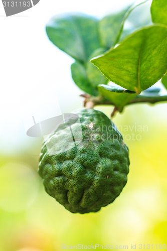 Image of Bergamot on Tree 