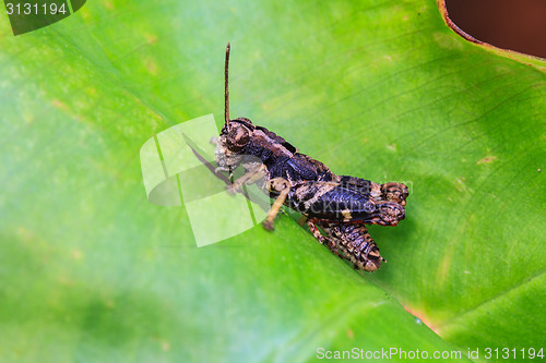 Image of Grasshopper perching on a leaf 