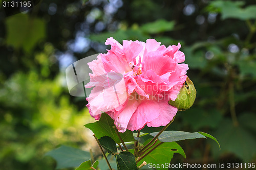 Image of beautiful wild flower in forest