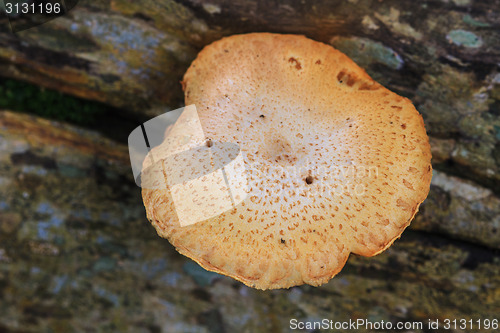 Image of close up mushroom in deep forest