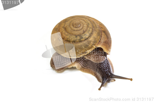 Image of Garden snail on white background 