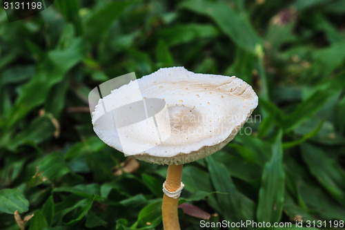 Image of close up mushroom in deep forest