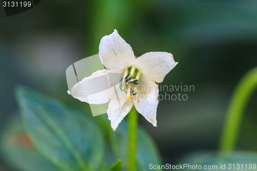 Image of white chili flower in the garden 