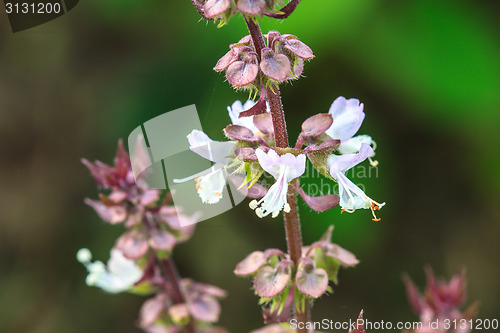 Image of Fresh basil and blossom