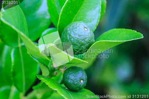 Image of Bergamot on Tree 