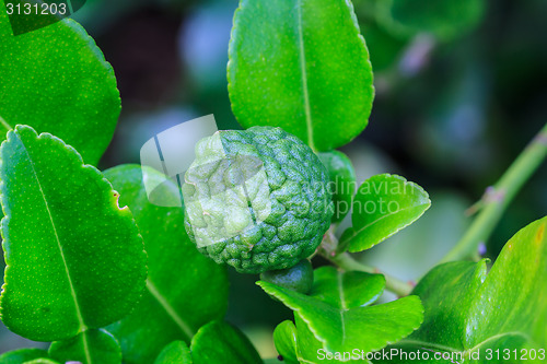 Image of Bergamot on Tree 