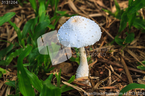 Image of close up mushroom in deep forest