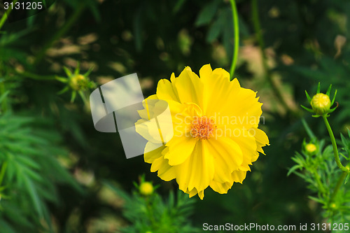 Image of Marigold  flowers field