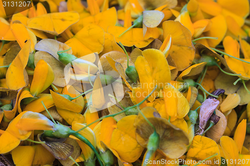 Image of Sesbania flower 