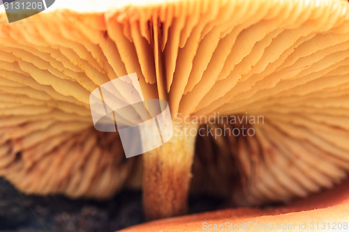 Image of close up mushroom in deep forest