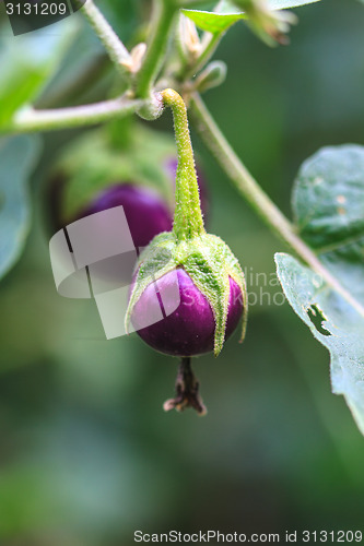 Image of  eggplant on tree in garden