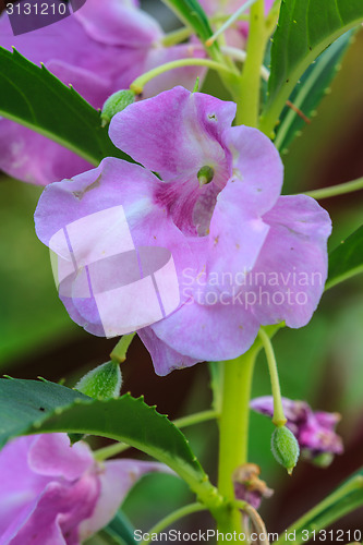 Image of Impatiens glandulifera plant