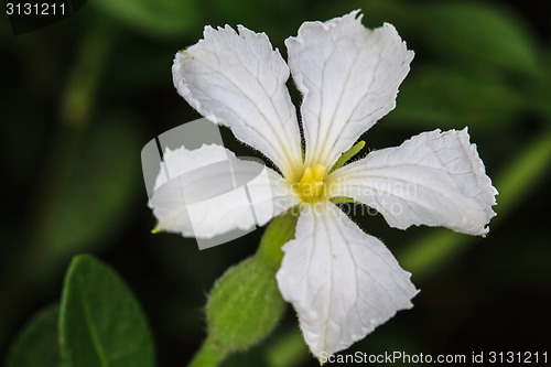 Image of beautiful wild flower in forest