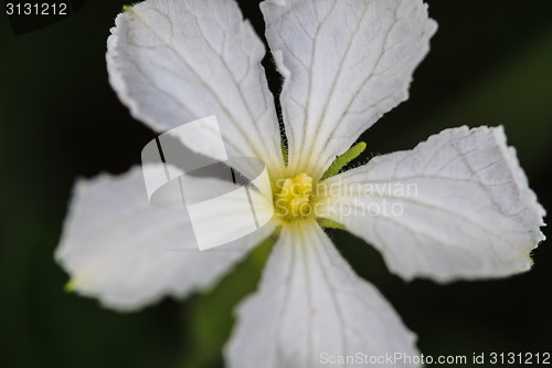 Image of beautiful wild flower in forest