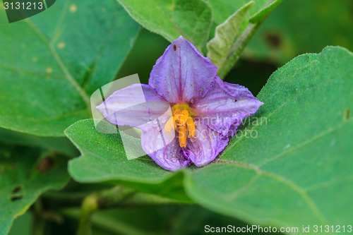 Image of eggplant flowers blooming in nature