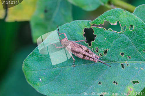Image of Grasshopper perching on a leaf