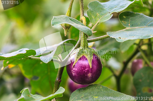 Image of  eggplant on tree in garden