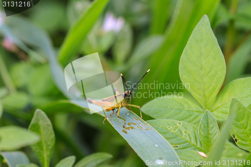 Image of Insect on leaf