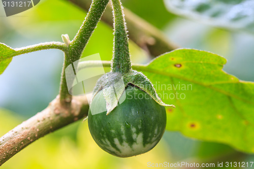 Image of  eggplant on tree in garden