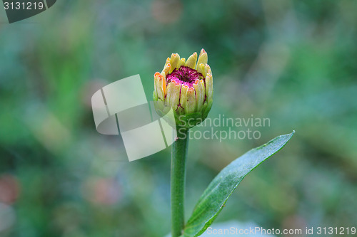 Image of Zinnia elegans in field
