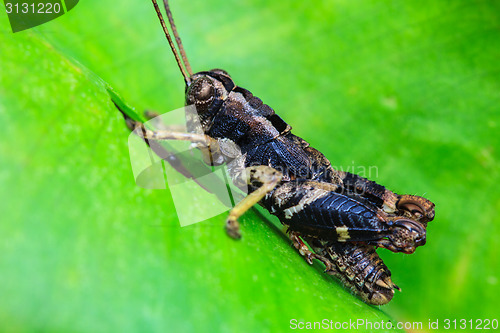 Image of Grasshopper perching on a leaf 