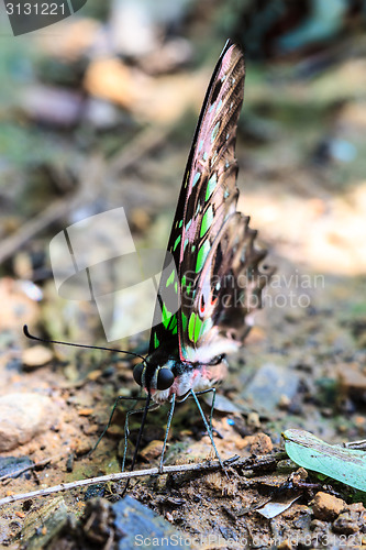 Image of Beautiful Butterfly on ground