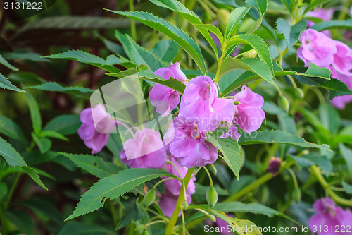 Image of Impatiens glandulifera plant