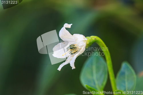 Image of white chili flower in the garden 