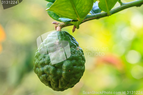 Image of Bergamot on Tree 