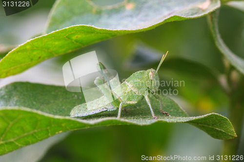 Image of Grasshopper perching on a leaf