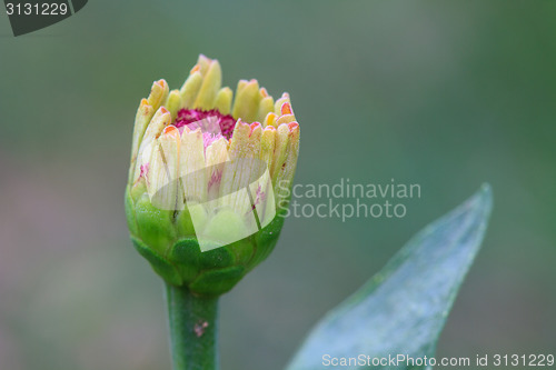 Image of Zinnia elegans in field