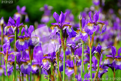 Image of Irises
