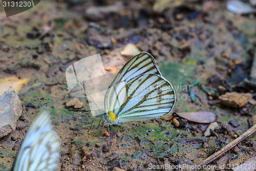 Image of Beautiful Butterfly on ground