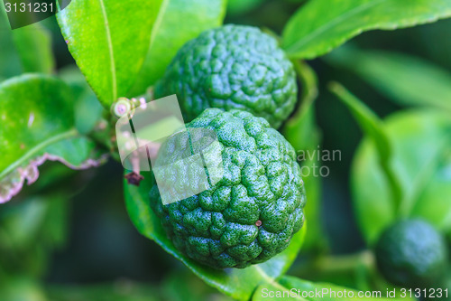 Image of Bergamot on Tree 