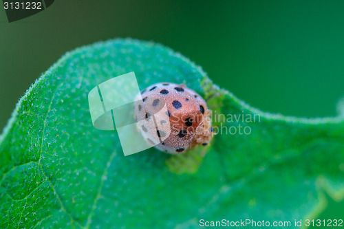 Image of ladybird on green leaf 