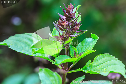 Image of Fresh basil and blossom