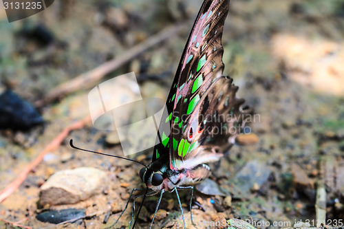 Image of Beautiful Butterfly on ground