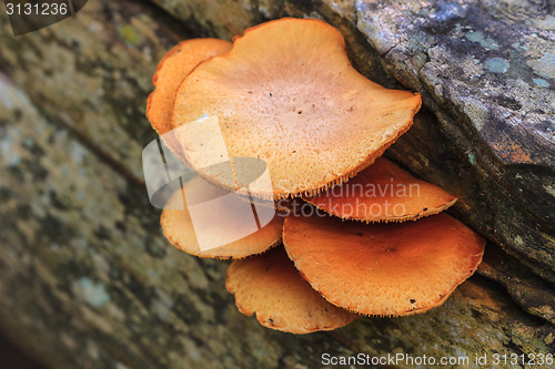 Image of close up mushroom in deep forest