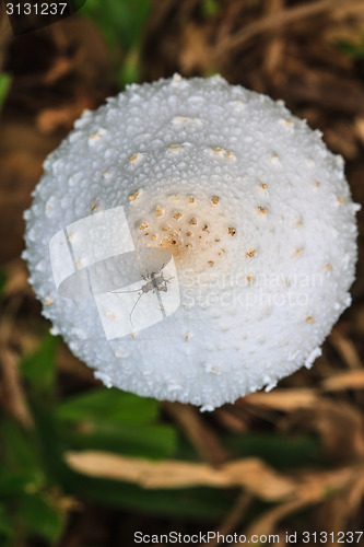 Image of close up mushroom in deep forest