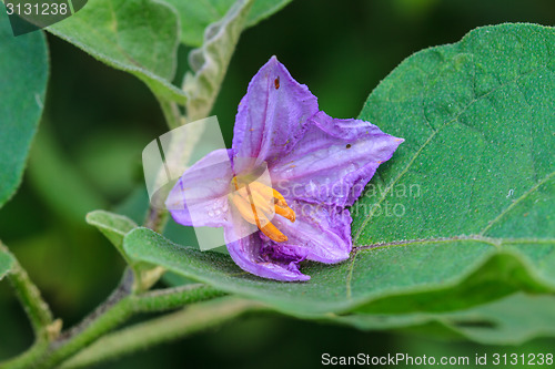 Image of eggplant flowers blooming in nature