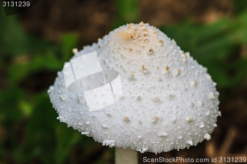 Image of close up mushroom in deep forest