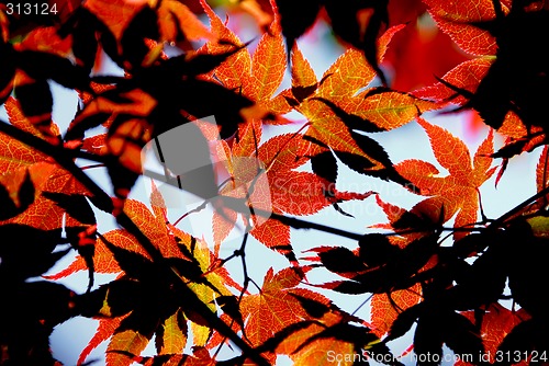 Image of Maple leaves