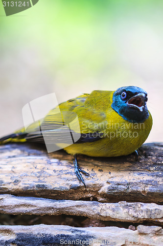 Image of Black-headed Bulbul, Pycnonotus atriceps