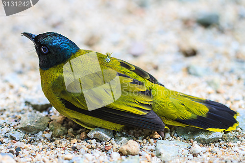 Image of Black-headed Bulbul, Pycnonotus atriceps