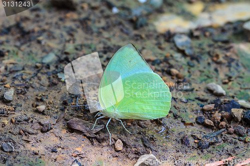 Image of Beautiful Butterfly on ground