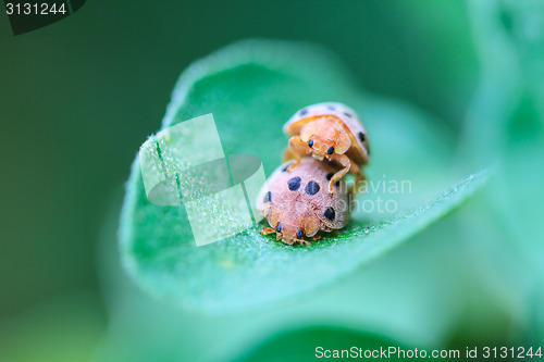 Image of ladybird on green leaf 