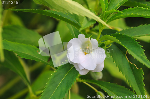 Image of Impatiens glandulifera plant