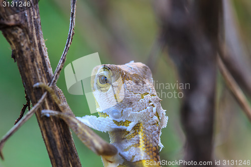 Image of Lizard  changing skin resting on wood horizontal 