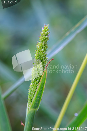 Image of reeds of grass 
