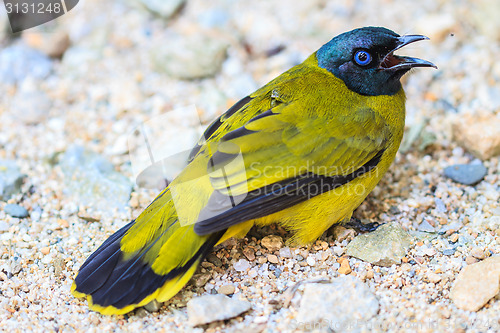 Image of Black-headed Bulbul, Pycnonotus atriceps